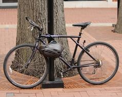 bicycle with helmet near a tree among the pavement