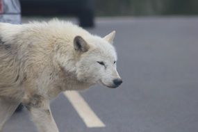 white wolf on the road