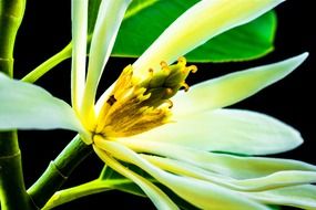 blossom of michelia champaca