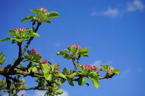 spring apple tree blossoms