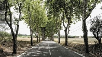 green trees on the side of the road