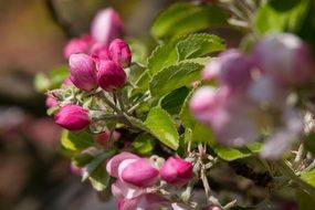 apple buds closeup