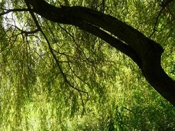 contrast tree
