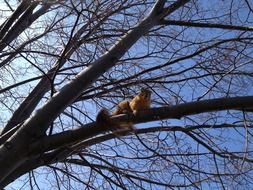 Climbing squirrel on a tree