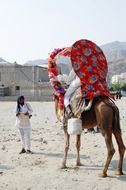 a man near a camel