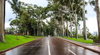 road along the trees in australia