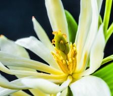 michelia champaca blossom white and yellow