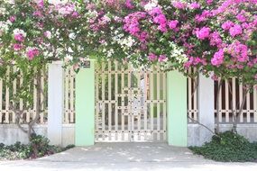 pink bougainvillea flowers over the fence