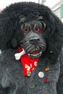 carnival costume black dog