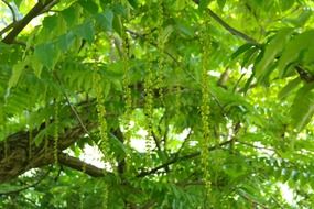 arrows on a green tree