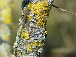 lichen on a tree trunk