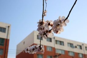 peach blossom on the street