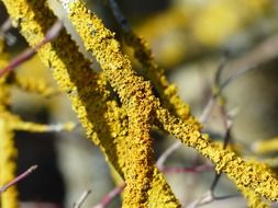 yellow lichen on branches