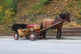 horseback riding in a wooden wagon