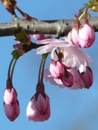 cherry blossom decorative tree