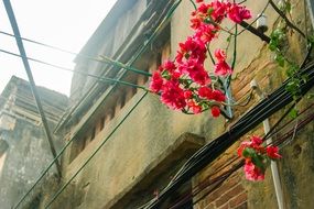 bougainvillea street view