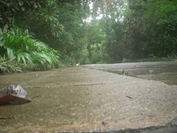road peradeniya garden