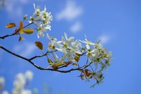 white flowers on a tree against a blue sky