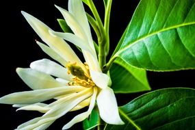 the blossom of michelia champaca