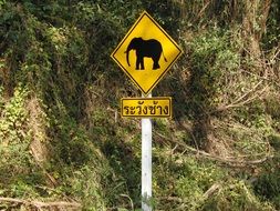 yellow road sign with a image of an elephant