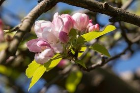 pink flowering tree close-up on blurred background