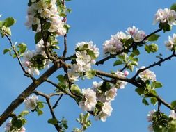 apple white blossoms