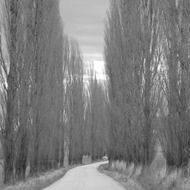 tall trees at curved road