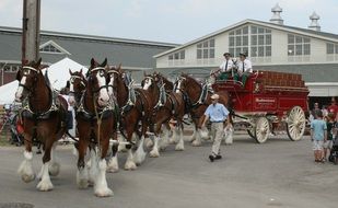 Horse wagon