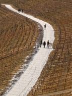 people walking on road among vineyards