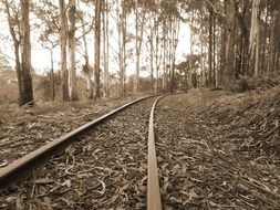 old railway rails in the forest