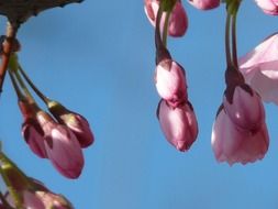 pink flowers on a tree close up