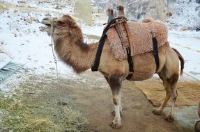 camel on the hill