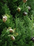 green cypress bush