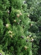 cypress cone tree