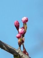 cherry blossom buds