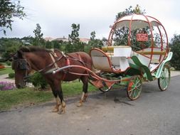 Horse carriage in street