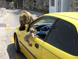 monkey on the car