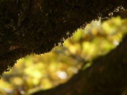 moss on the edge of the road