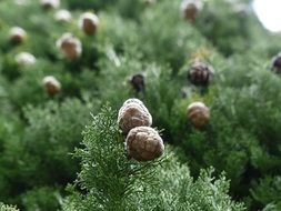 cypress cone buds