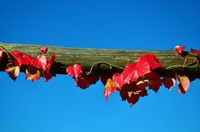 vine with red leaves on wooden bar at blue sky