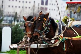 Brown mastiff horses