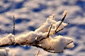 fluffy snow on a branch in winter