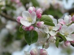 tender buds of apple