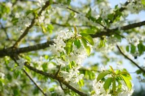 cherry blossom at spring day