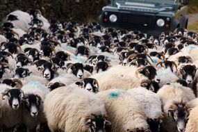 a flock of sheep on a farm
