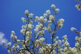 Amel&aacute;nchier- genus of plants of the family of the tribe of apple Pink