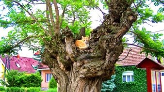 red cat on the old acacia in front of the house