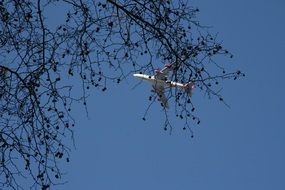 plane behind tree flying in blue sky