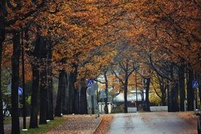 colorful trees along street at fall