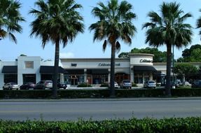 green palm trees near shops